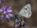 Melanargia larissa (Anadolumelikesi)